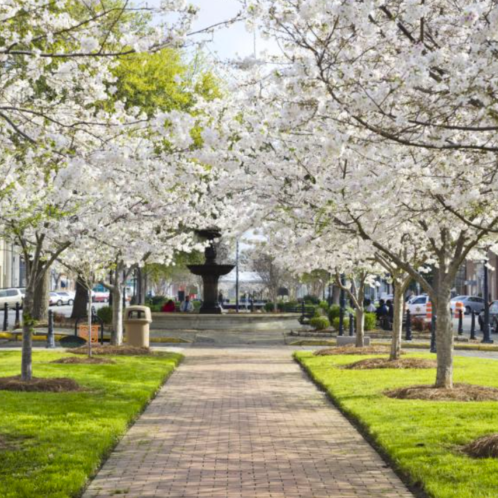 Macon International Cherry Blossom Festival