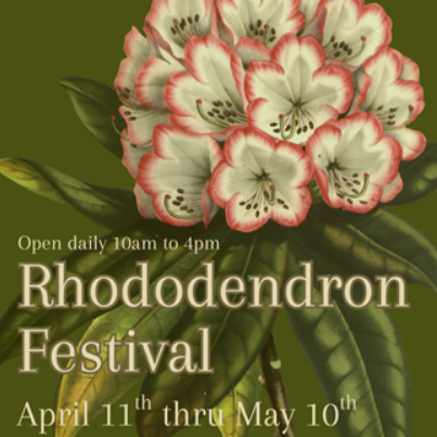 The Rhododendron Festival