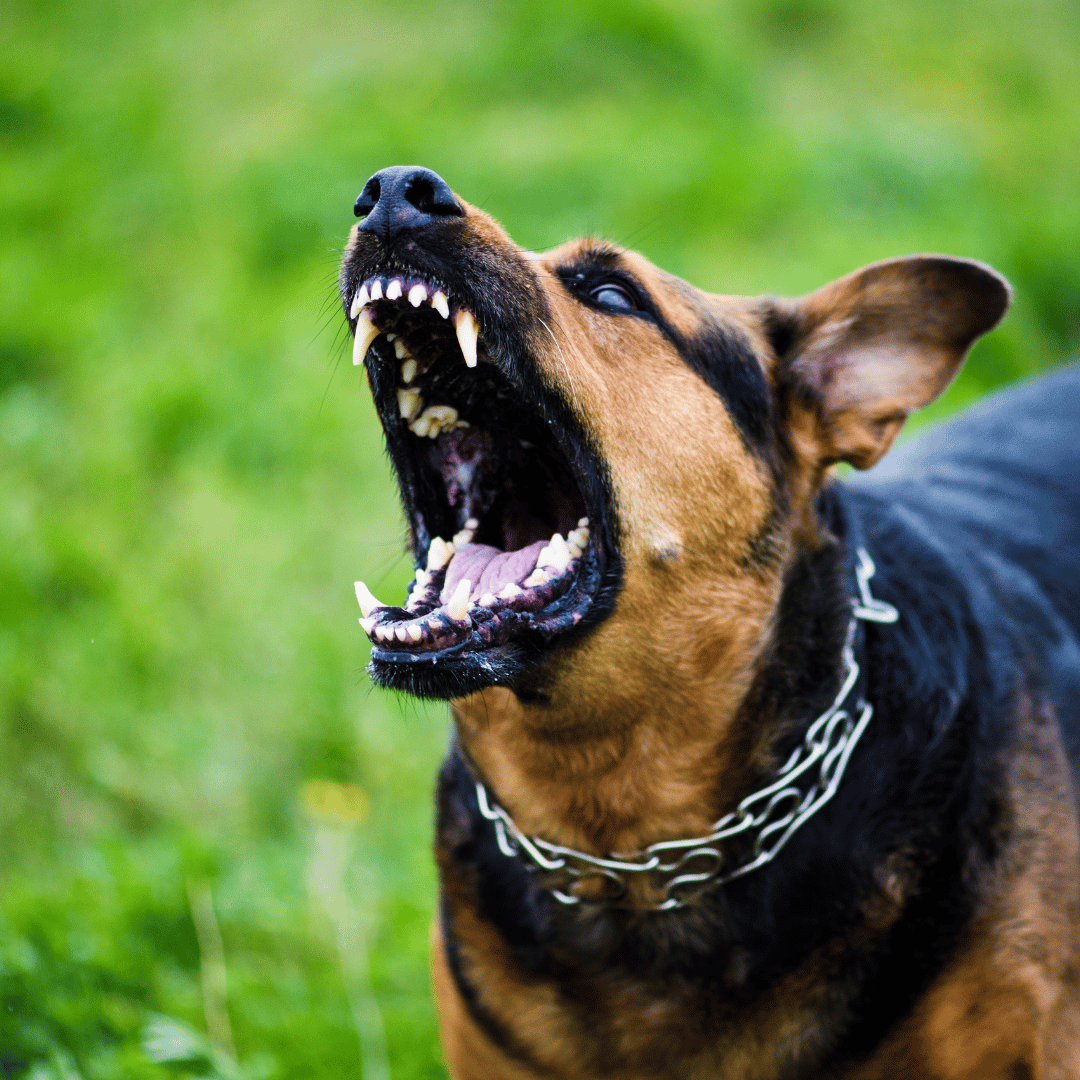 Dog attack on child in Georgia Neighborhood